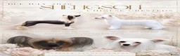 Chinese Crested dogs for sale: Outstanding Chinese Crested Babies in Spennymoor - Advert 1