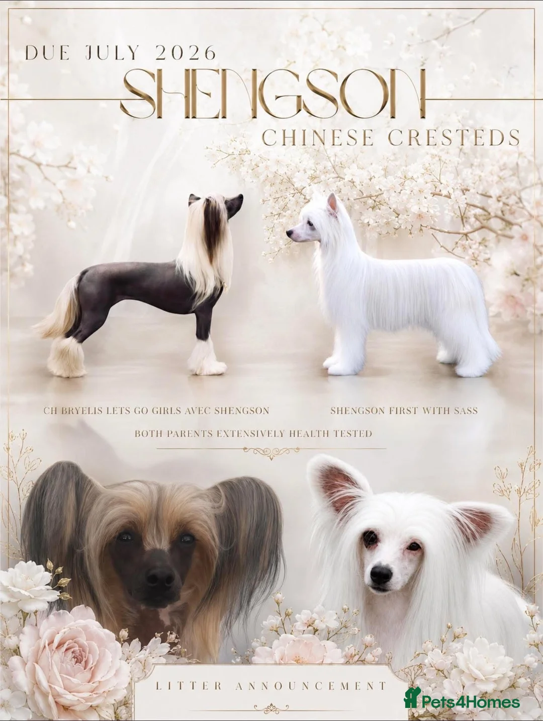 Chinese Crested dogs for sale: Outstanding Chinese Crested Babies in Spennymoor - Advert 1