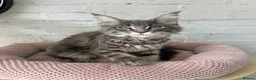 Maine Coon cats for sale: TICA Maine Coon Girls Ready Now DNA clear  - Advert 17