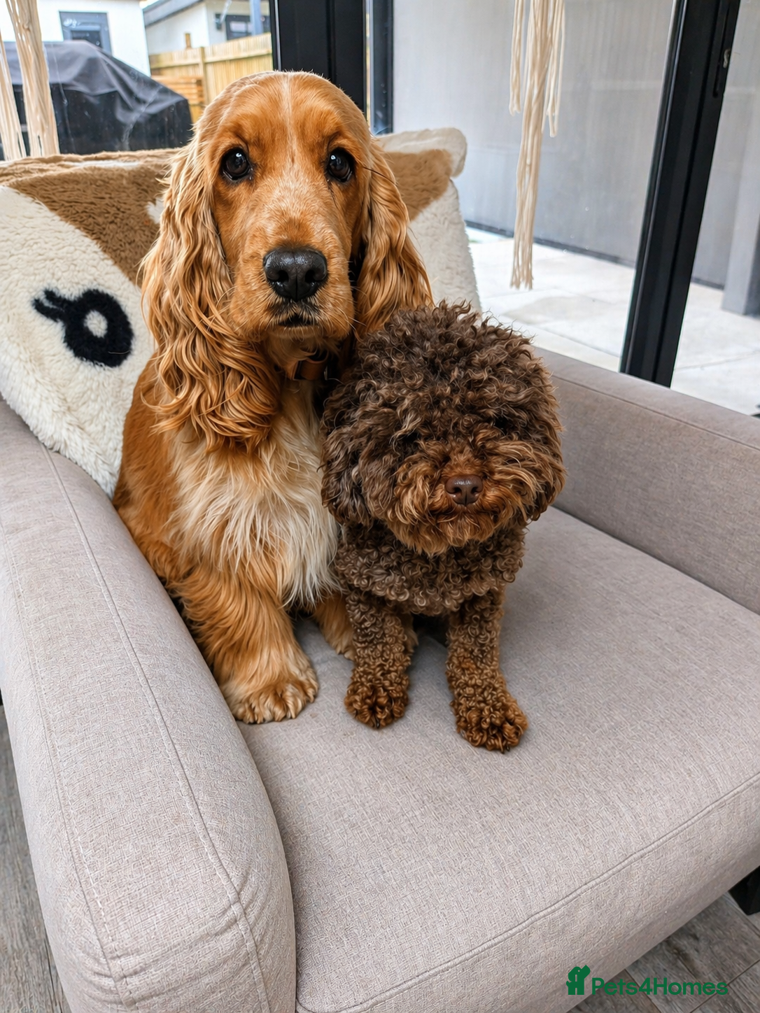 Cockapoo dogs 🐾 Adorable F1 Cockapoos Ready to Reserve Now! 🐾 - Advert 1