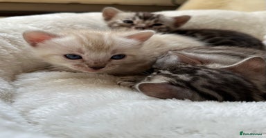 Bengal cats - Advert 7