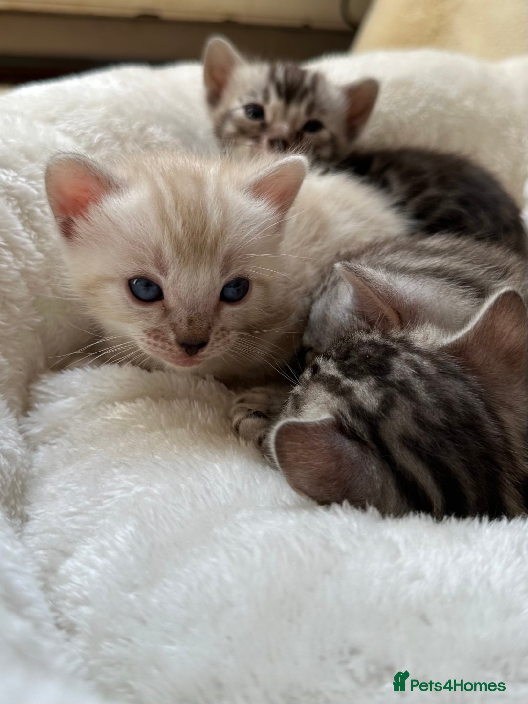 Bengal cats for sale: 💎💎💎 Luxury Bengal Kittens Available  - Image 2