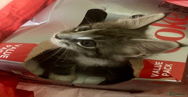 Maine Coon cats Pedigree Main Coon kittens 2boys/1queen available. - Advert 6