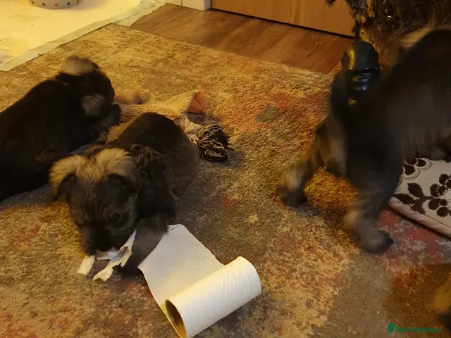 Miniature Schnauzer dogs for sale: Beautiful Mini'Schnau' Puppies 1 Boy 2 Girls left - Advert 2