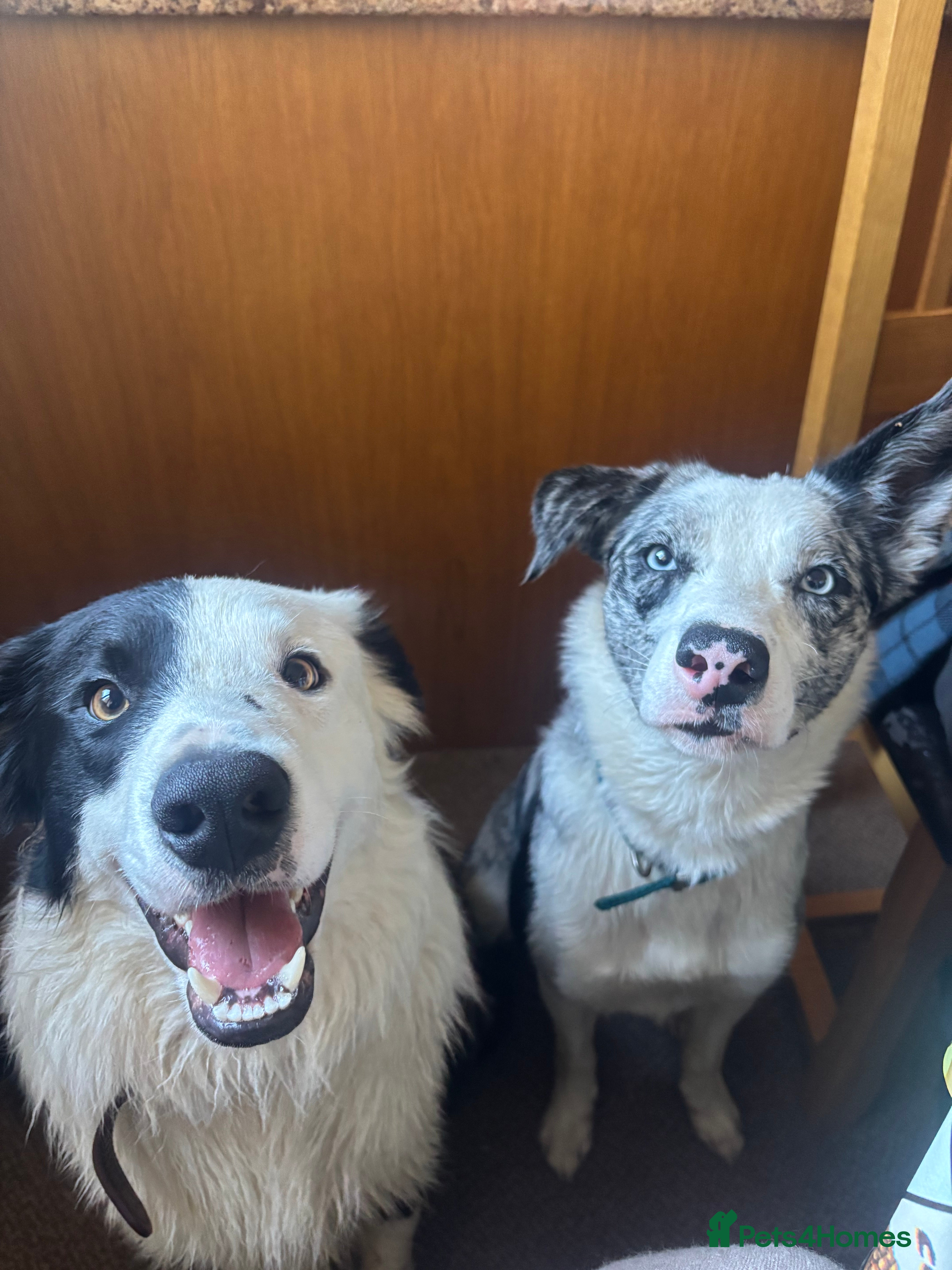 Border Collie dogs Border collie puppies  - Advert 14