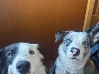 Border Collie dogs Border collie puppies - Advert 1