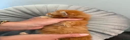 Maine Coon cats for sale: G mainecoon babies  - Advert 3