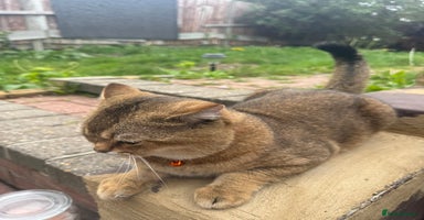 Scottish Fold cats - Advert 4