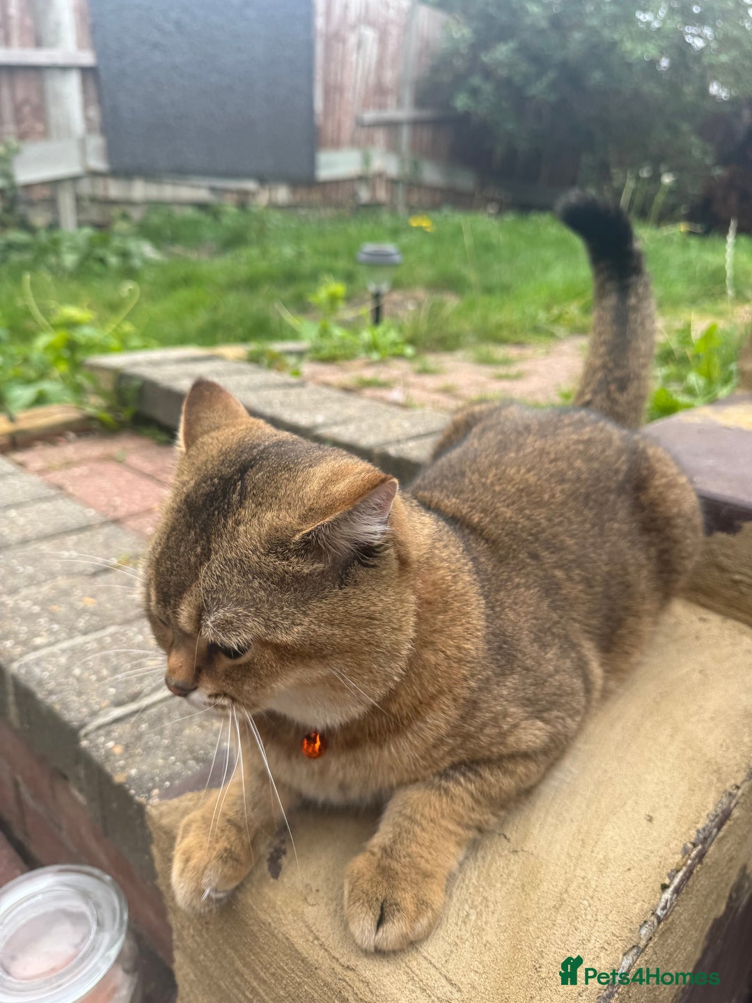Scottish Fold cats for sale: Cookie Looking for a Loving Home - Image 2
