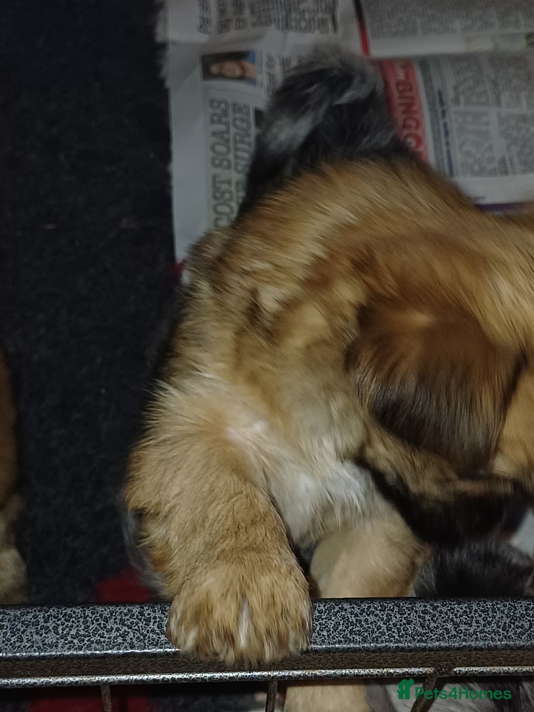 Chorkie dogs for sale: Chorkie puppies  - Image 7