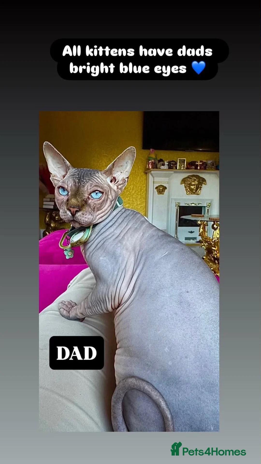 Sphynx cats for sale: 2 x sphynx female kittens  - Advert 2