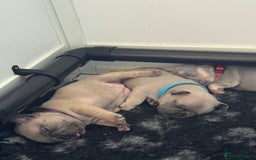 French Bulldog dogs for sale: French bulldog puppies - Image 9