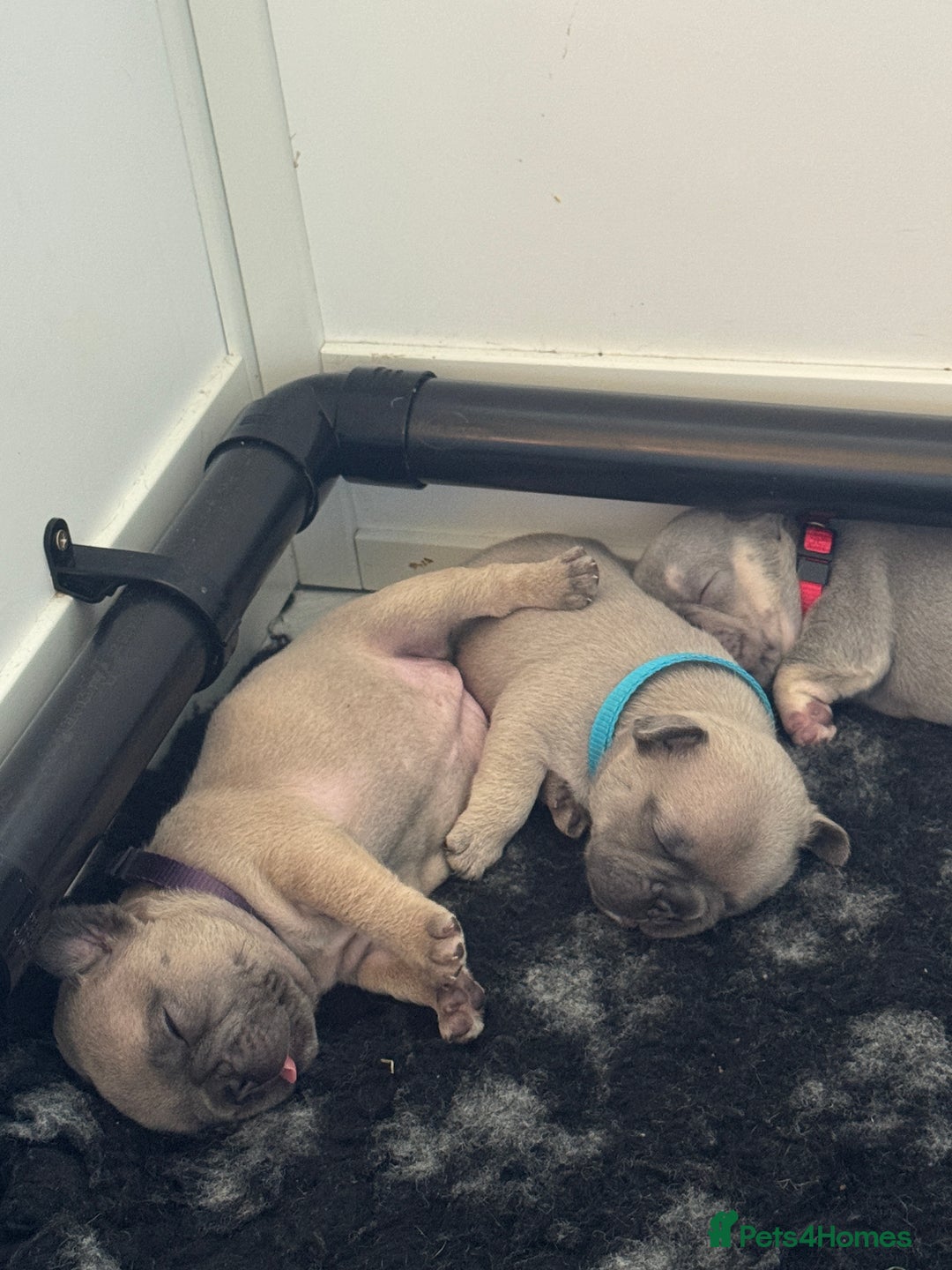 French Bulldog dogs for sale: French bulldog puppies - Image 9