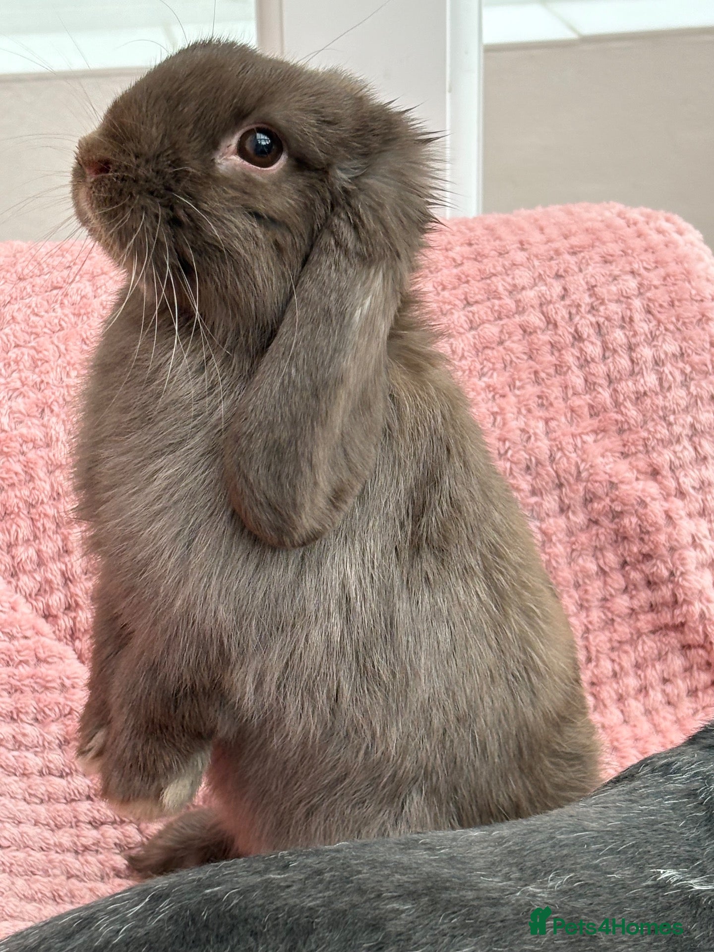 Mini Lop rabbits Mini lops-vaccinated-raised indoors  - Advert 2