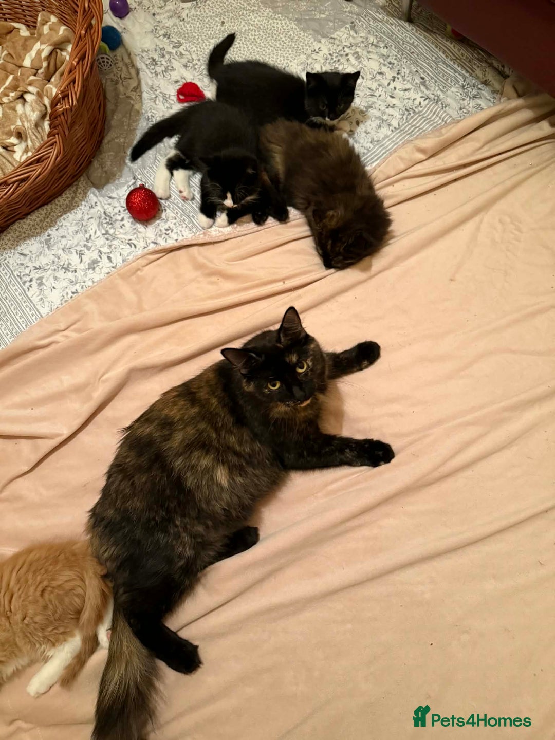 Persian cats for sale: Very fluffy kittens  - Advert 18