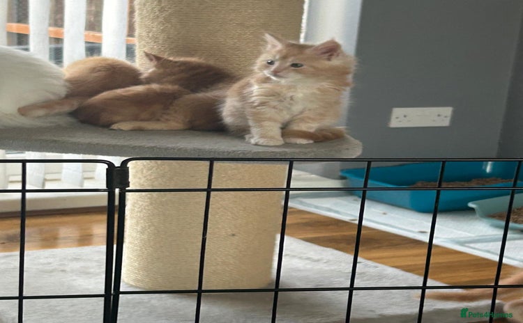 Maine Coon cats - Advert 5