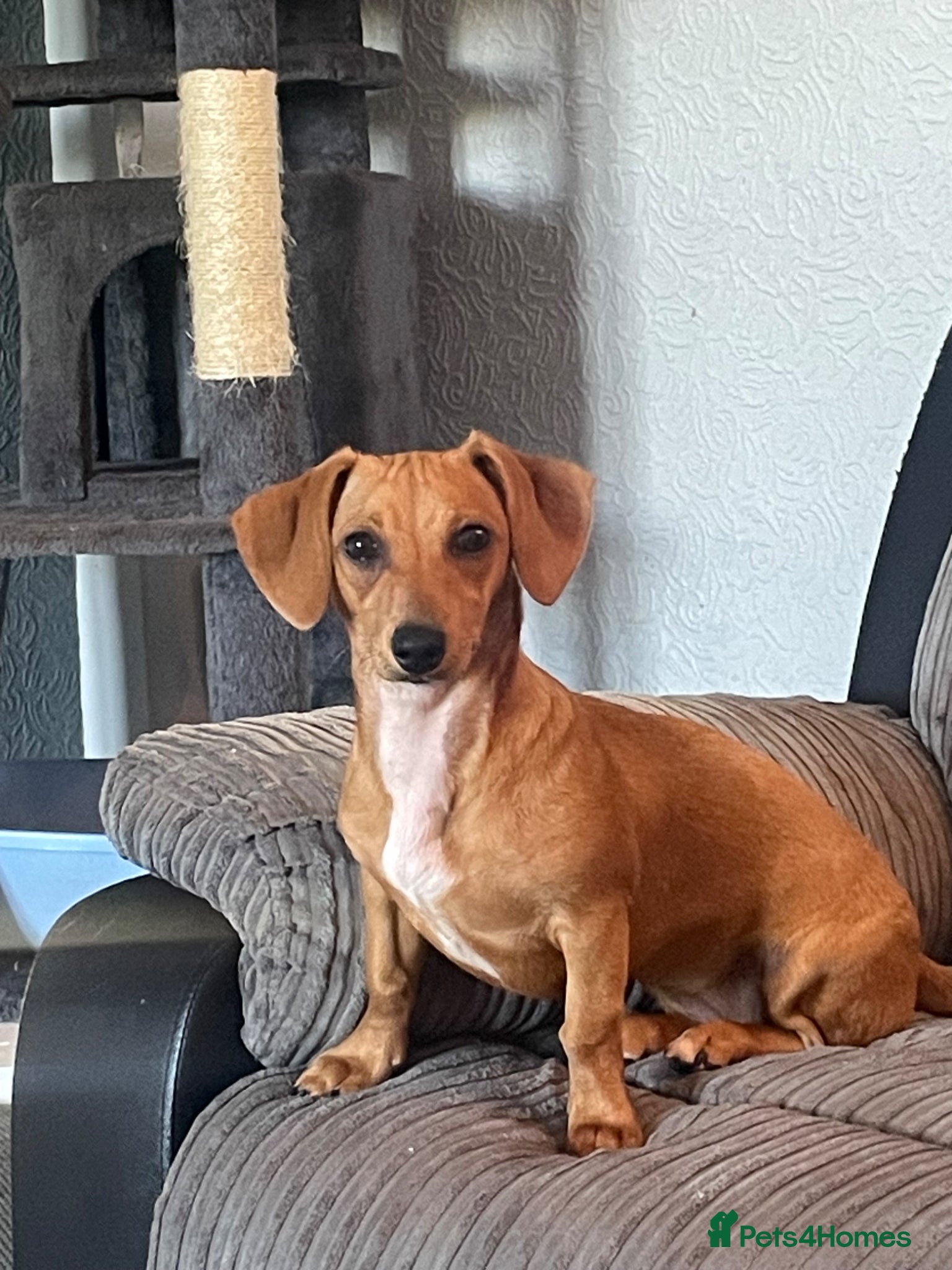 Dachshund dogs Dachshund female puppy  - Advert 2