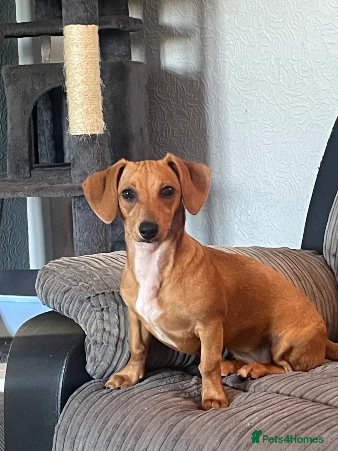 Dachshund dogs for sale: Dachshund female puppy  - Advert 1