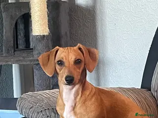 Dachshund dogs Dachshund female puppy - Advert 11