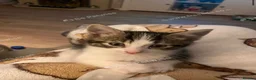 Mixed Breed cats for sale: Mum and son - Advert 2