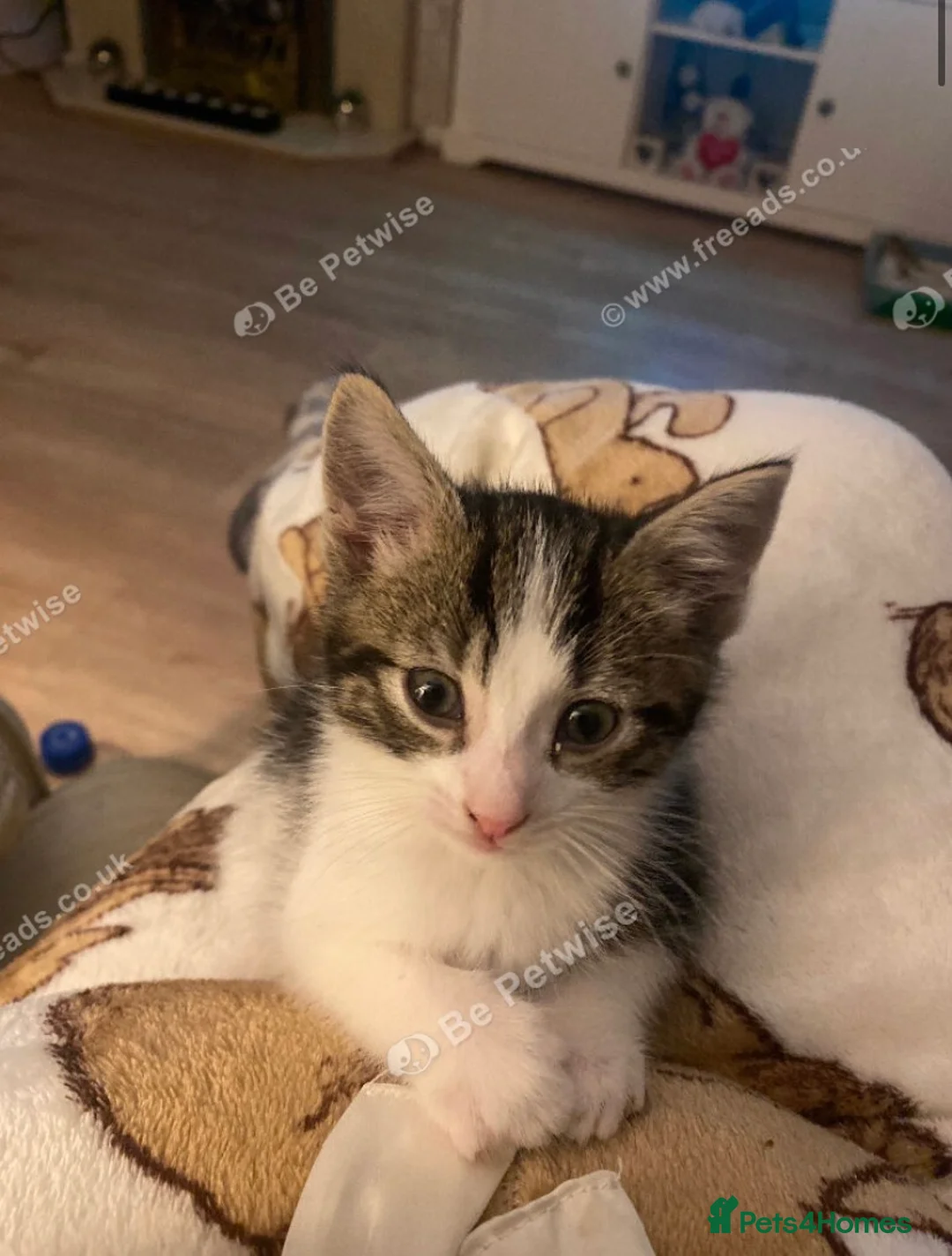 Mixed Breed cats for sale: Mum and son - Advert 2