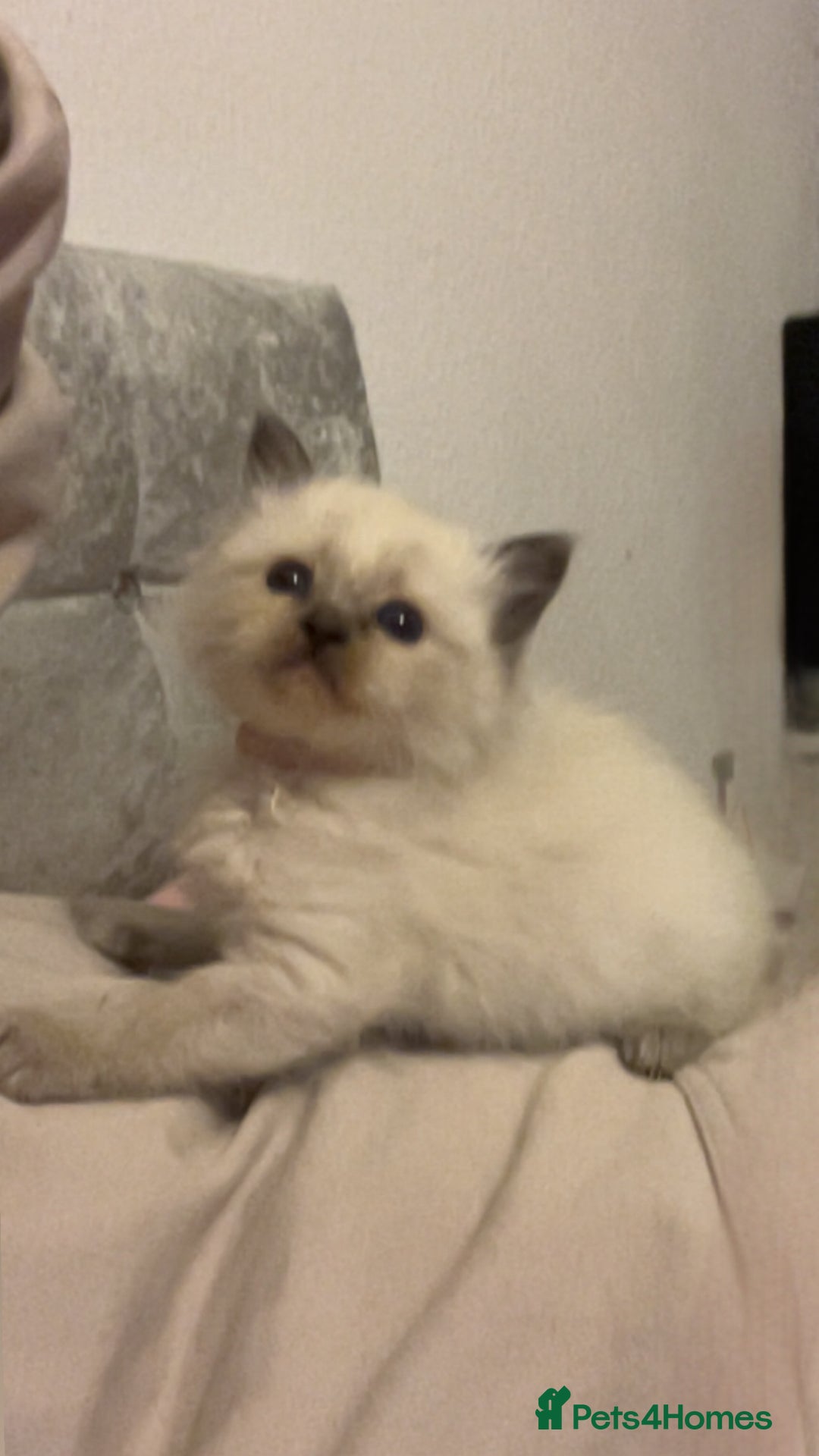 Ragdoll cats for sale: Blue colourpoint female can drop off to Edinburgh  - Advert 2