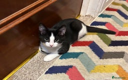 Mixed Breed cats for sale: 1 female kittens for Sale - Advert 20