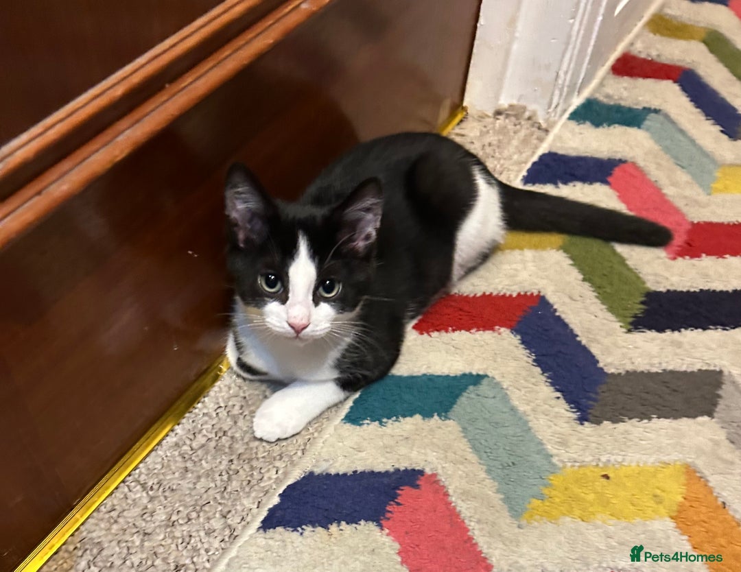 Mixed Breed cats for sale: 1 female kittens for Sale - Advert 20