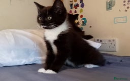 Mixed Breed cats for sale: Female kittens for sale  - Image 7