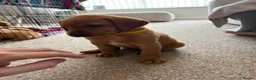 Labrador Retriever dogs for sale: Stunning Fox Red Working Labrador Retriever  in Bolton - Advert 12