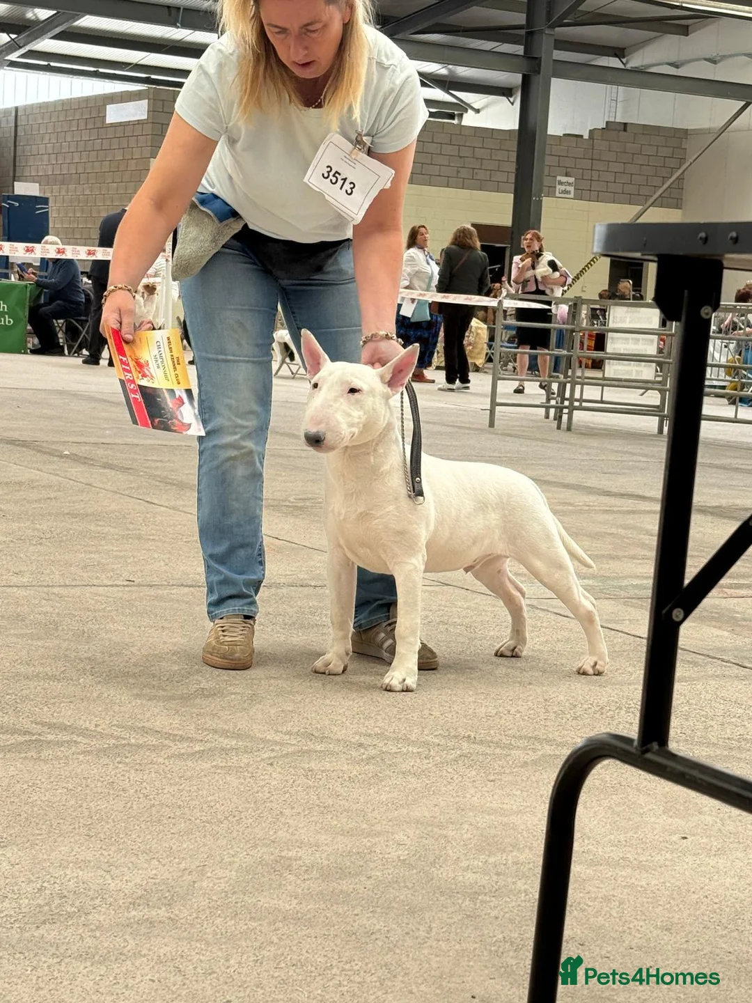 Bull Terrier dogs for sale: Kc reg bull terrier - Advert 7