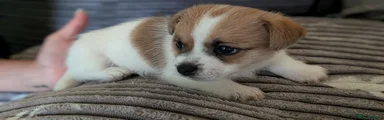 Jack Russell 
