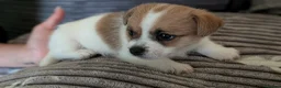 Mixed Breed dogs for sale: READY NOW….. Jack Russell beautiful litter of boys - Advert 39