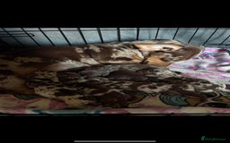 Dachshund dogs for stud: Proven Choc and Tan Dachshund for Stud in Swindon - Image 9