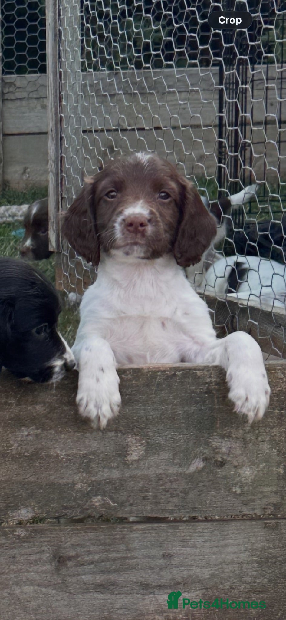English Springer Spaniel dogs Gorgeous Springer Spaniel Puppies - Advert 6