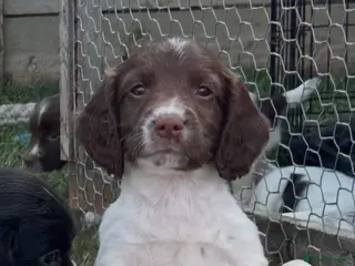 English Springer Spaniel dogs Gorgeous Springer Spaniel Puppies - Advert 6