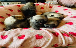Pomeranian dogs for sale: KC Teddy Bear Pomeranians  - Image 7