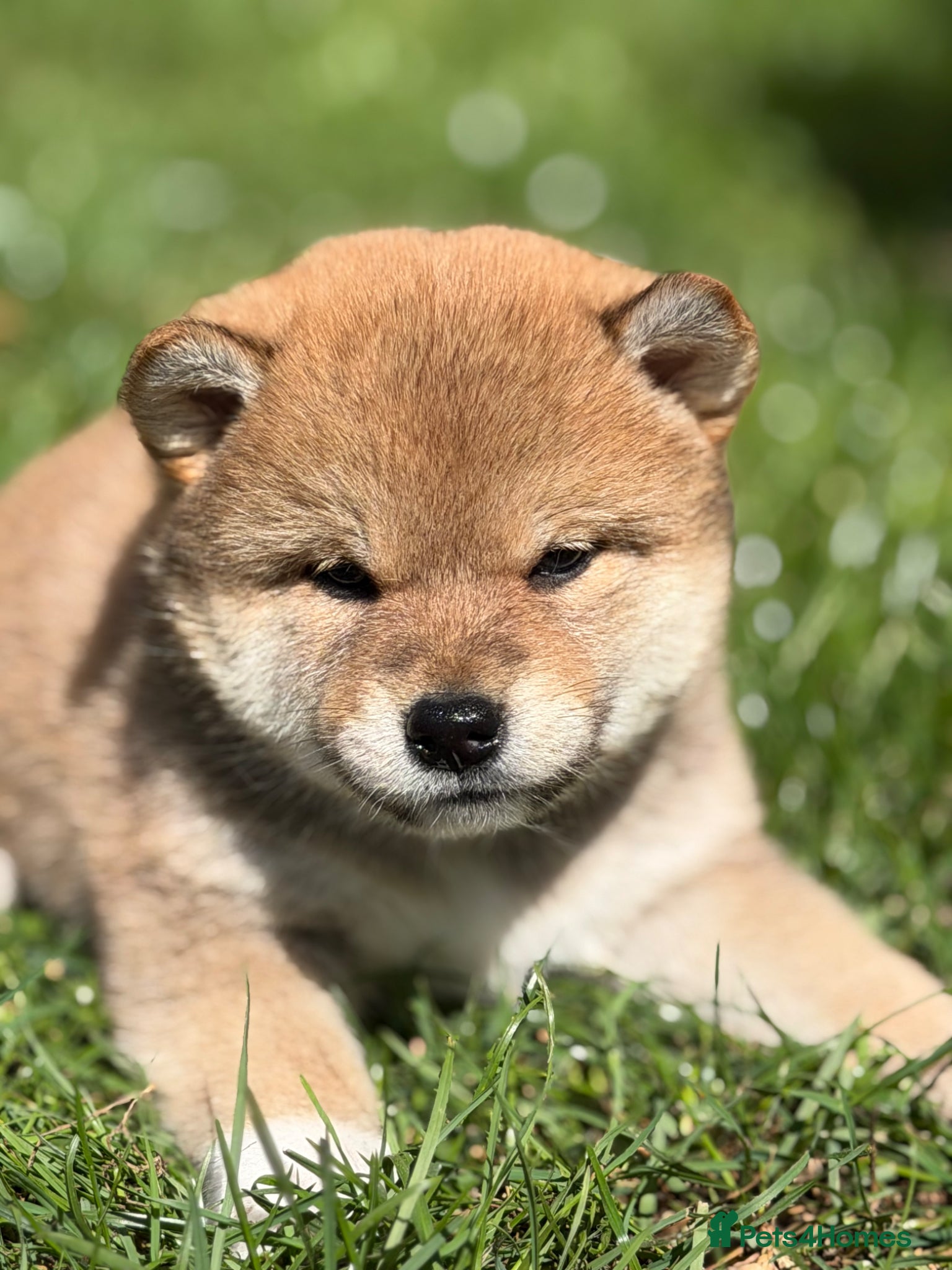 Japanese Shiba Inu dogs Health tested Shiba puppies - Advert 2