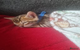 Bengal cats for sale: Ready now!🥰 ✨️3🐆Beautiful Full Bengal Kittens✨️ in Sutton - Image 23