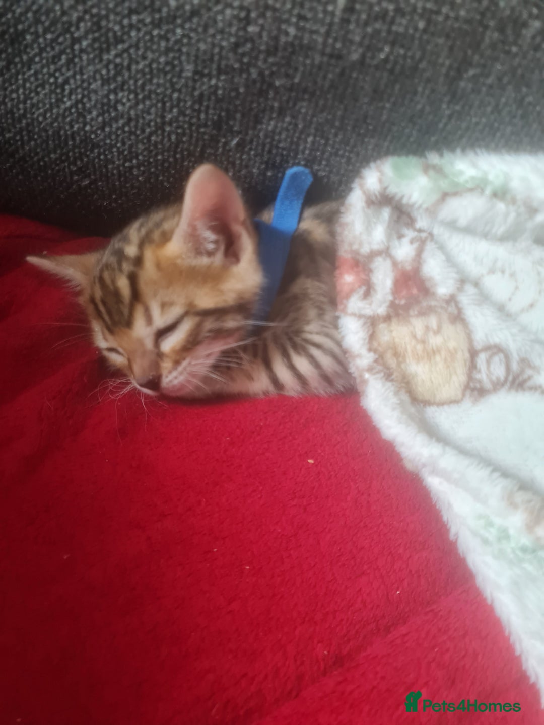 Bengal cats for sale: Ready now!🥰 ✨️3🐆Beautiful Full Bengal Kittens✨️ in Sutton - Image 23