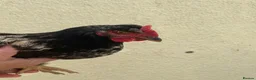 Mixed Breed poultry for sale: 3 Mixed Chicken  in Liskeard - Advert 5