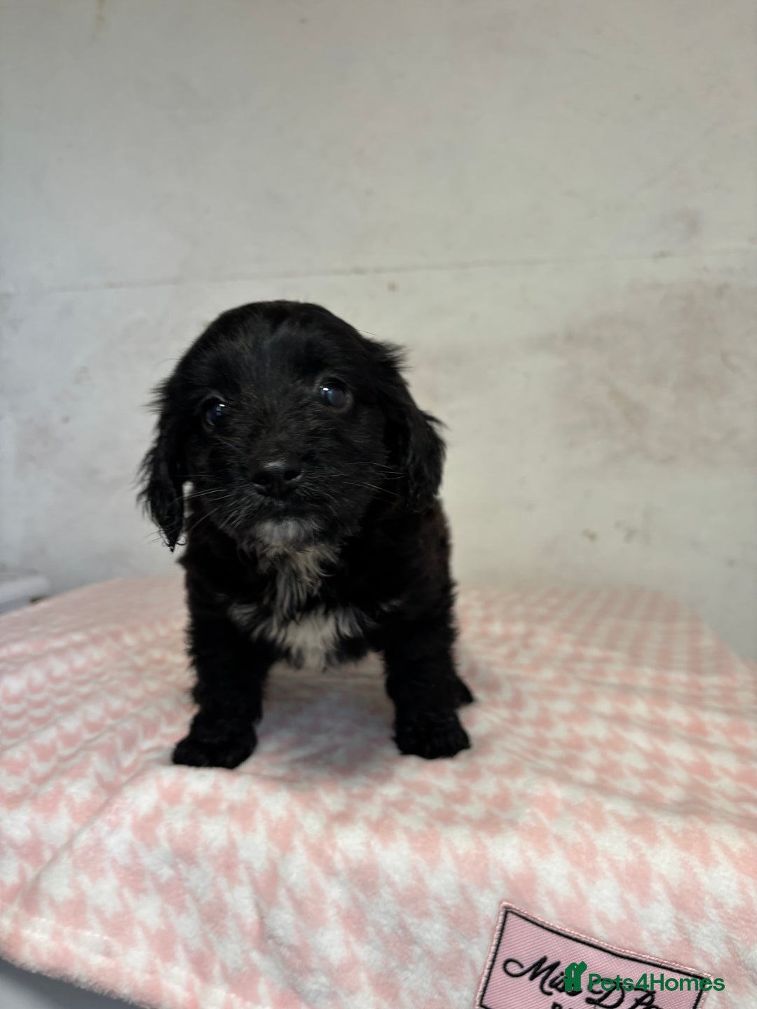 Cockapoo dogs for sale: 🎅Beautiful Cockapoo puppies🐶 - Advert 11