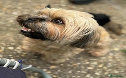 Shih Tzu dogs for sale: Shih Tzu puppies - Image 7