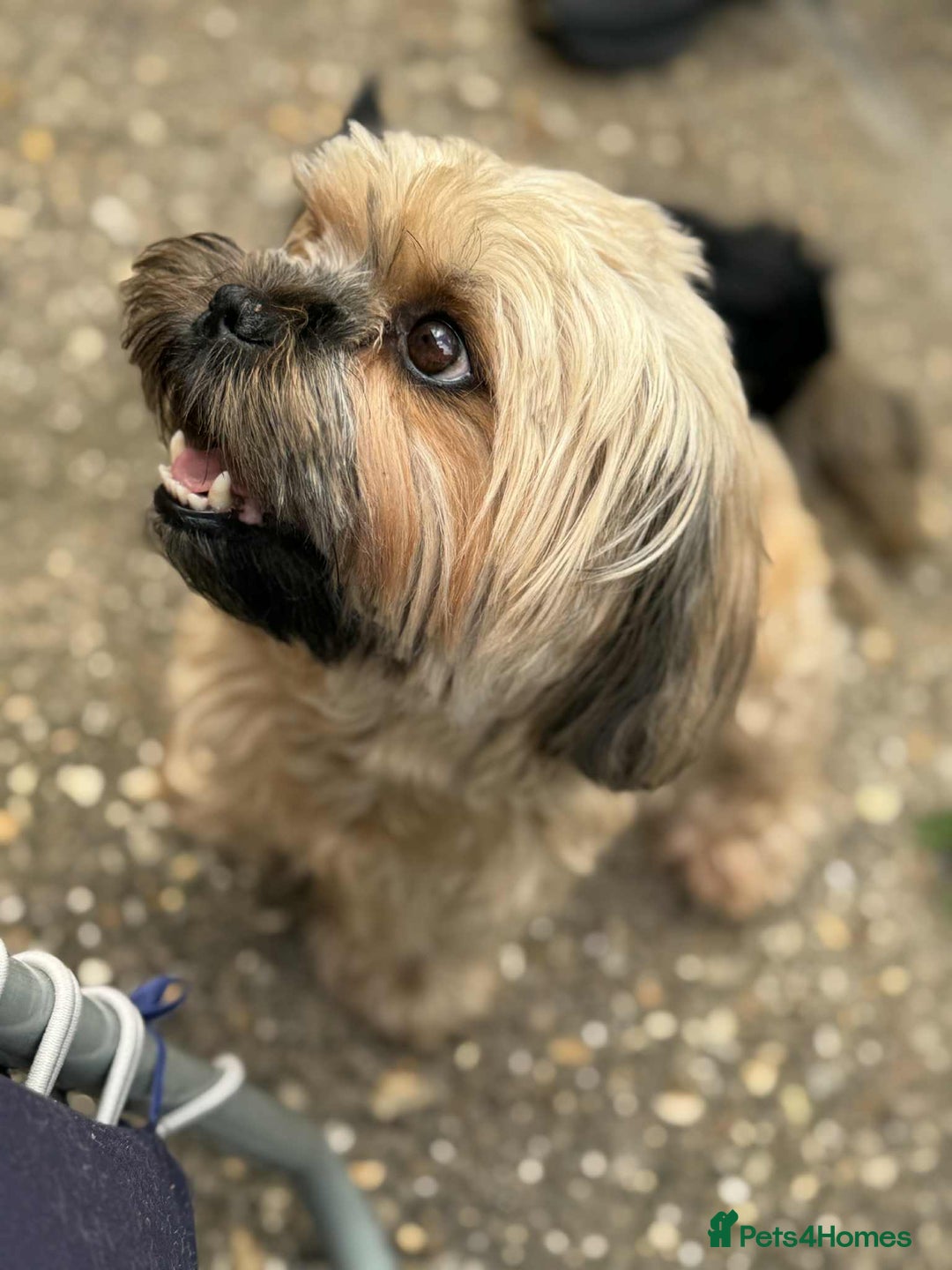 Shih Tzu dogs for sale: Shih Tzu puppies - Image 7