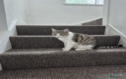 Domestic Shorthair cats for sale: Shorthair tabby - Image 3
