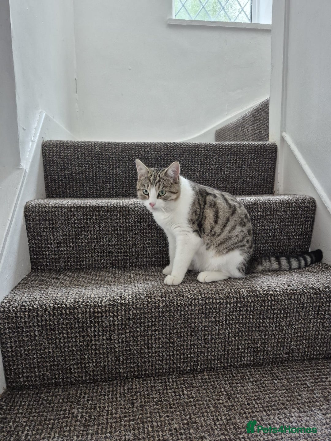 Domestic Shorthair cats for sale: Shorthair tabby - Image 3