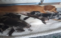 Sprocker dogs for sale: Gorgeous Merle Sprockers.  - Image 8