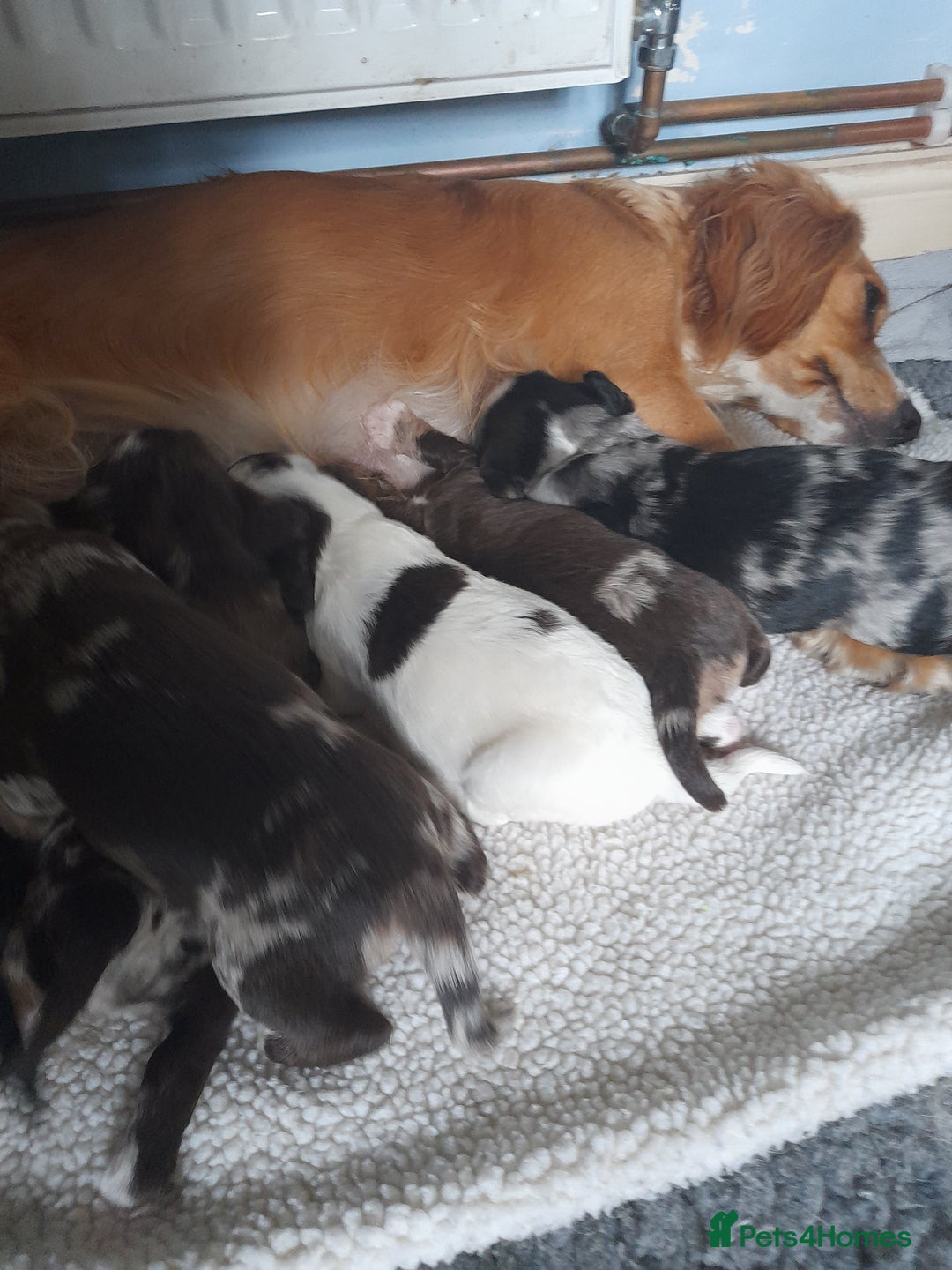 Sprocker dogs for sale: Gorgeous Merle Sprockers.  - Image 8