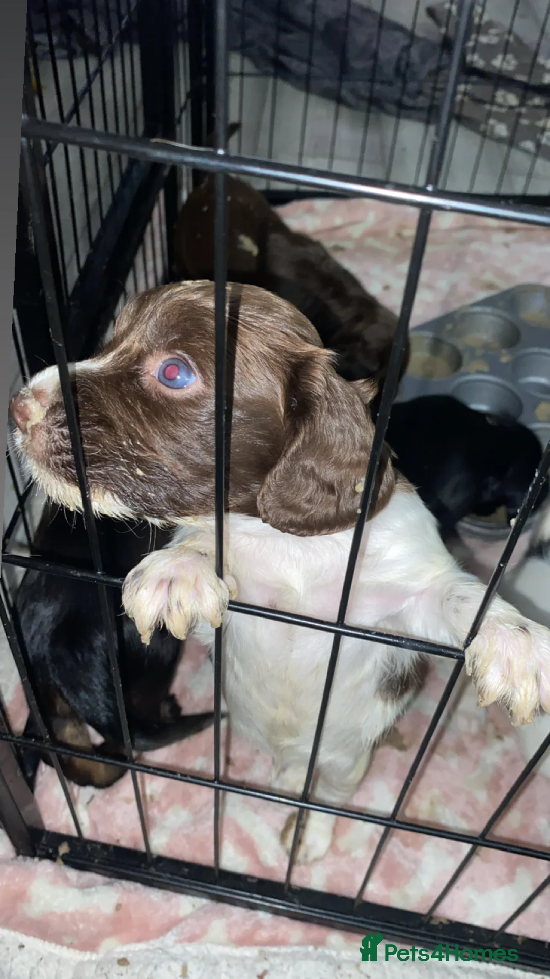 Sprocker dogs for sale: Beautiful Sprocker Puppies Ready 30th December - Advert 25