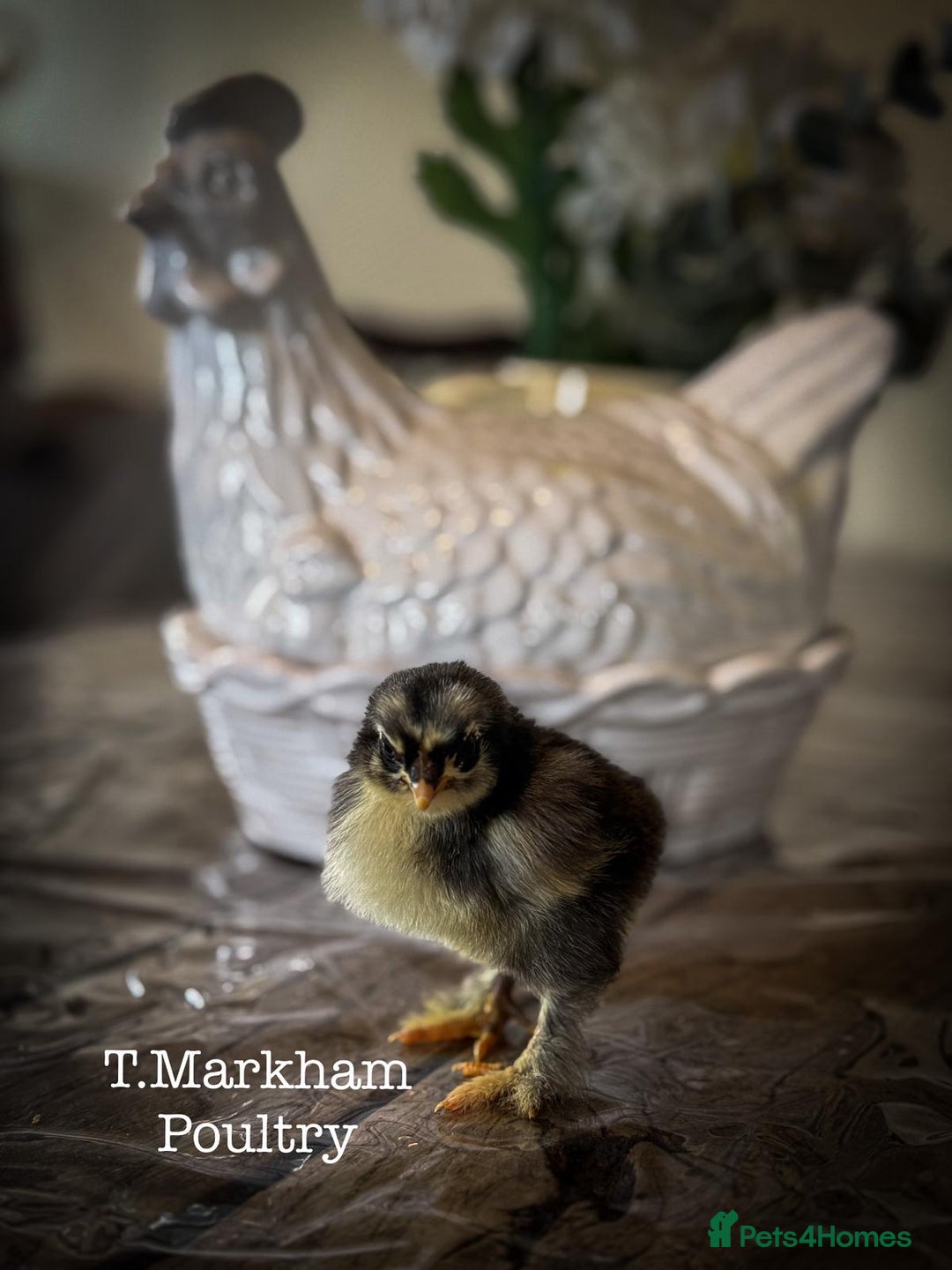 Chickens poultry for sale: Buff Columbian Brahma - Image 6